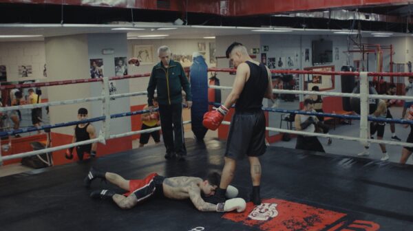 LYNX – All over the body – Boxing